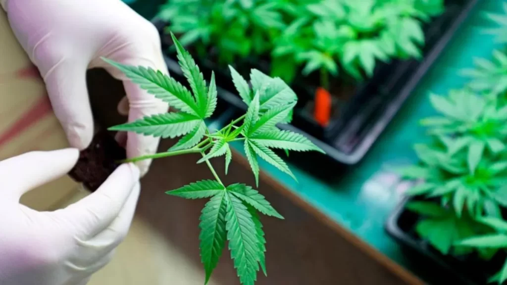 Ámsterdam prohíbe el consumo de mariguana en espacios públicos a partir de mediados de mayo thumbnail