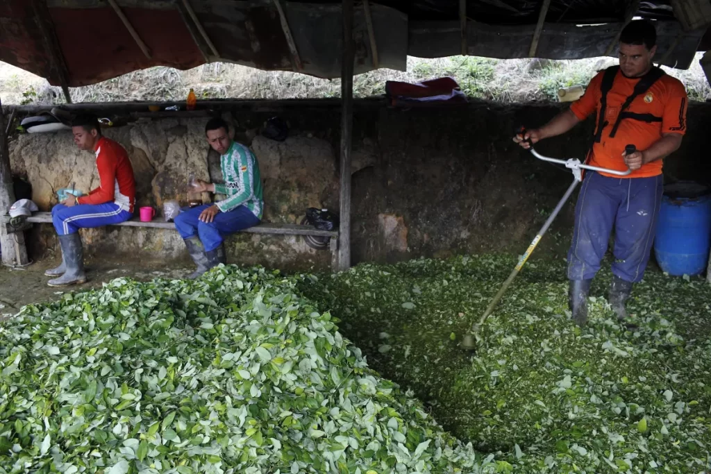 Colombia buscará que hoja de coca no sea sustancia prohibida thumbnail