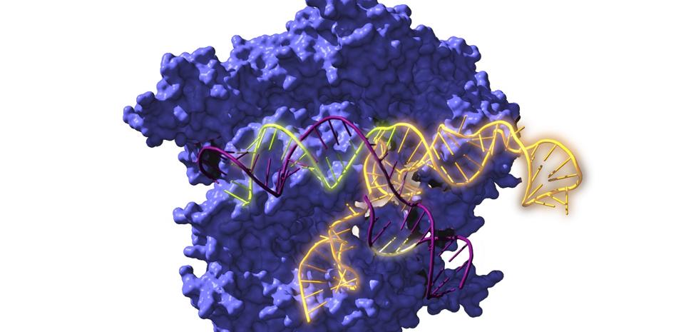 Descubierto un nuevo tipo de tijeras genéticas CRISPR thumbnail