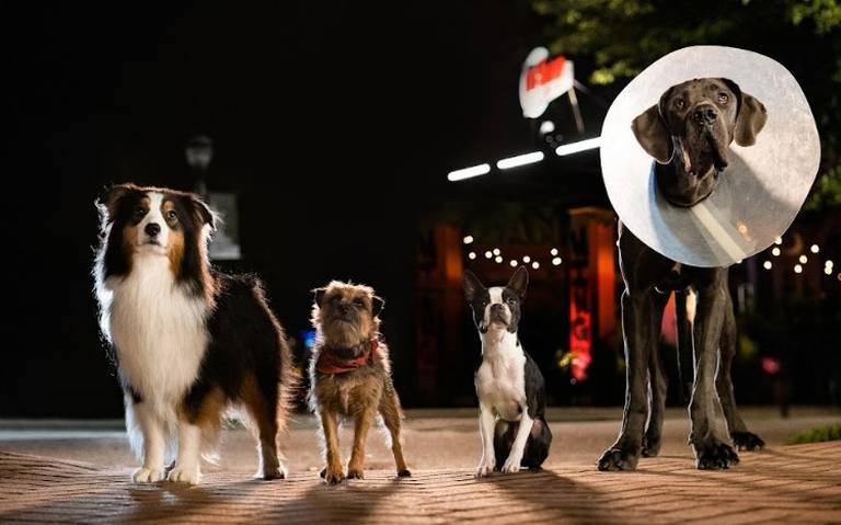 Hijos de perra concientiza sobre el maltrato animal thumbnail
