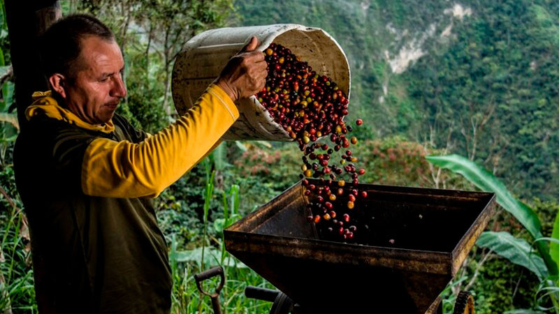México, punta de lanza en políticas en favor de la cafeticultura sustentable Agricultura thumbnail