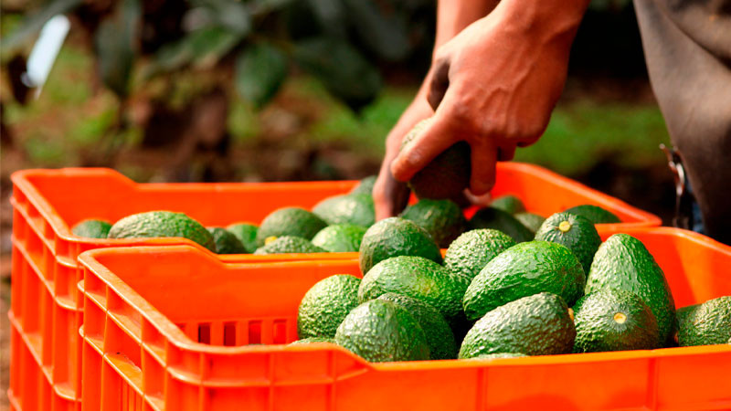 Trabaja Agricultura en ordenamiento del cultivo de aguacate, en favor del cuidado de ecosistemas thumbnail