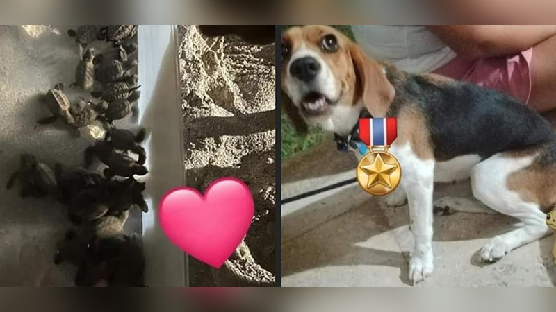 Aika, la perrita que se convirtió en salvadora de tortugas en Chuburná Puerto, Yucatán thumbnail