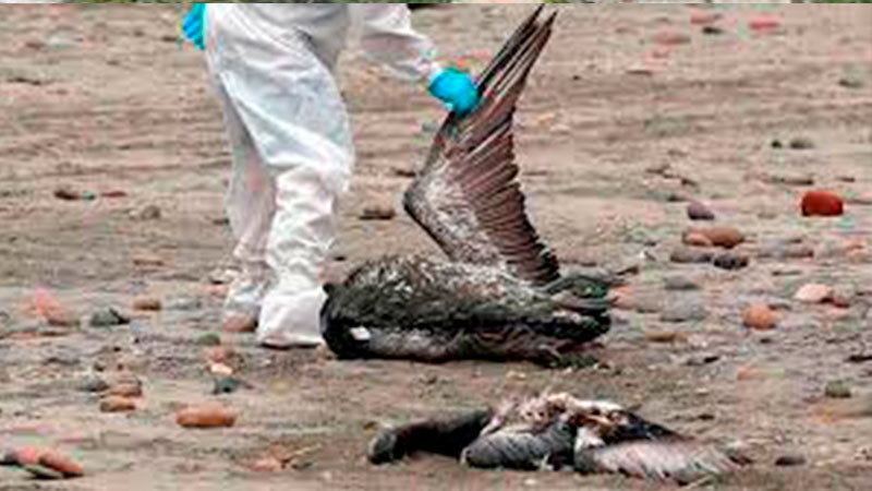 Alerta en islas galápagos por posible brote de influenza aviar thumbnail