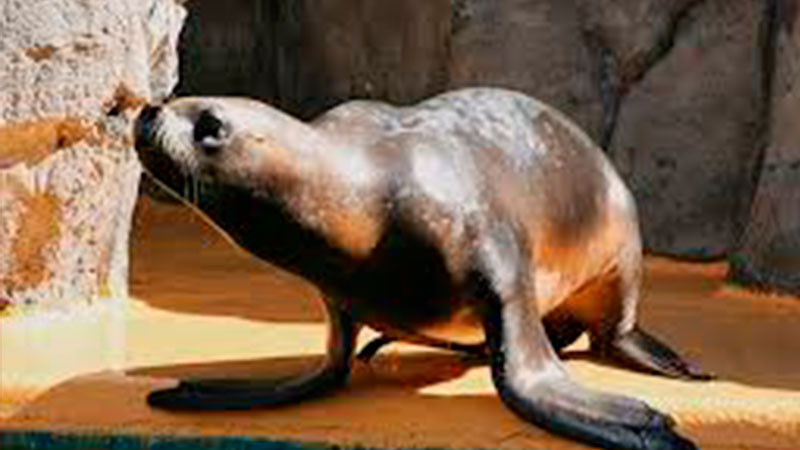 Leona marina escapa del zoológico de Central Park, Nueva York thumbnail