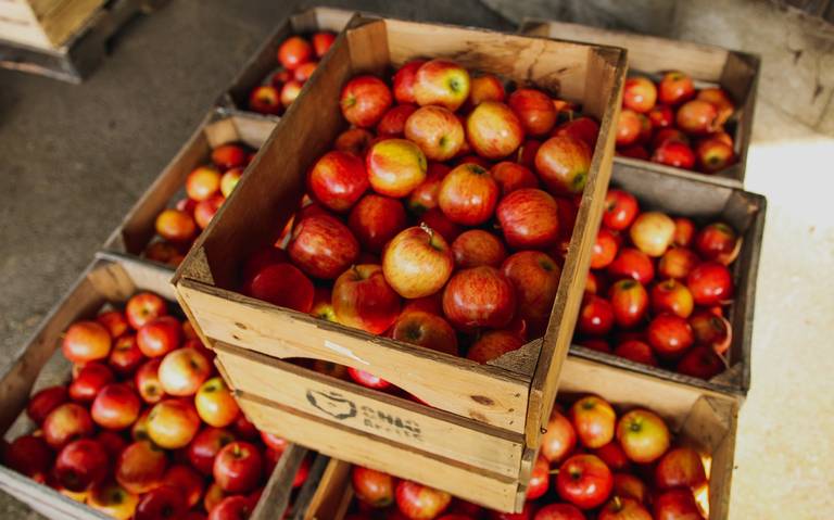 Cosechan 26 millones de cajas de manzana al término del ciclo frutícola 2023 thumbnail