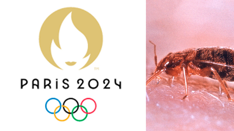 Posible plaga de chinches podría afectar París 2024 thumbnail