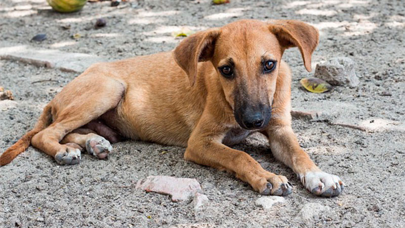 Vecinos de denuncian el desalojo de 30 perros en Parque Molinos de Viento en Naucalpan thumbnail