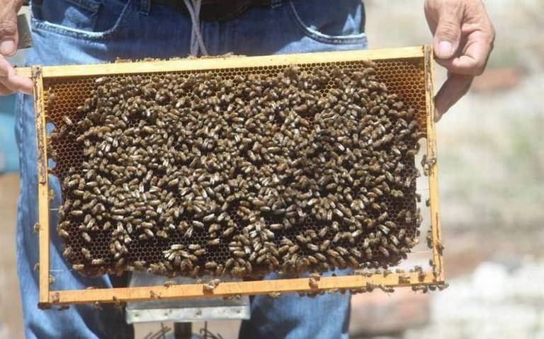 Disminuyen 60% las colmenas productoras de miel en la región sur por sequía thumbnail