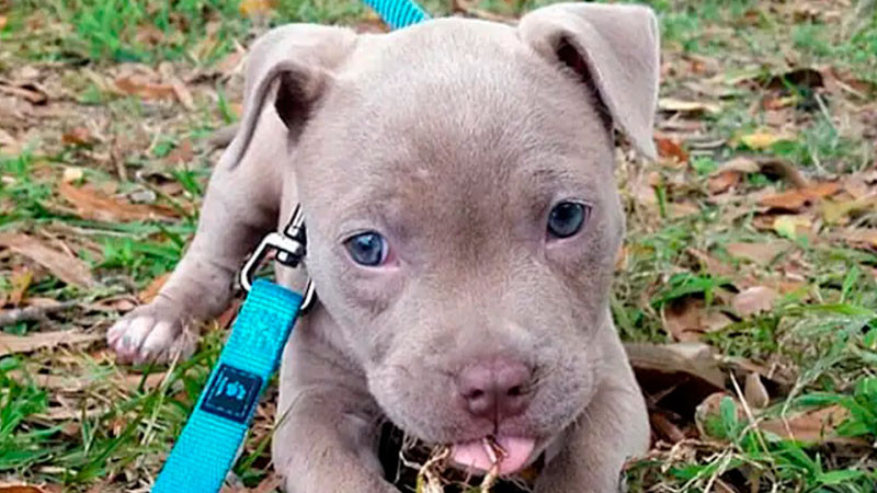 Rescatan a 13 pitbulls que vivían hacinados en la CDMX thumbnail