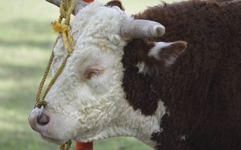 Entregarán 400 pacas de rastrojo a productores pecuarios de Delicias thumbnail