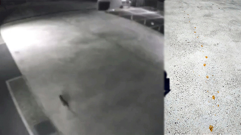 Japón busca a “gato radiactivo” que cayó en tina con químicos cancerígenos thumbnail