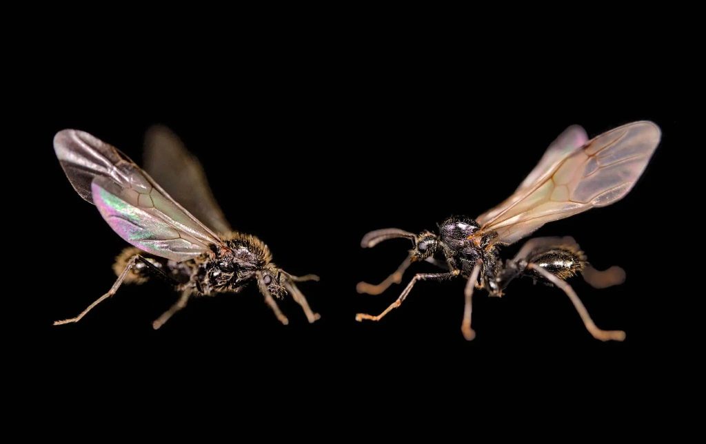 ants-oCdZU9ycx thumbnail