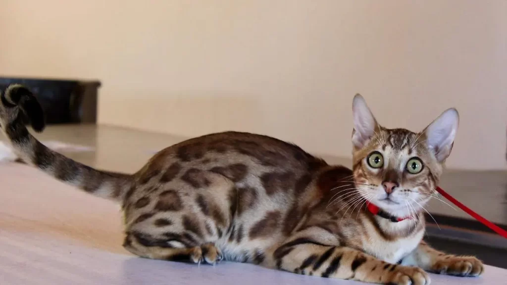 ¡Cuida a tu michi! Municipio emite recomendaciones para una tenencia responsable de gatos en la capital thumbnail