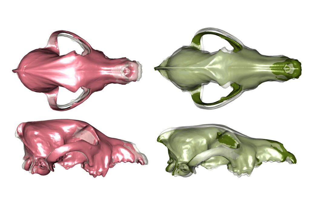 13ancient-dogs-01-tlvq-superjumbo-uxdLwjsAc thumbnail
