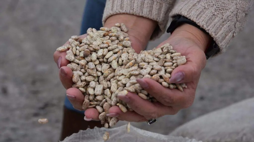 Piden productores y senadores del PAN se incremente a 20 mil toneladas el acopio del frijol para Chihuahua thumbnail